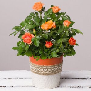 Orange Rose in Zinc Pot