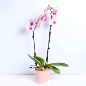 Pink Orchid Planter