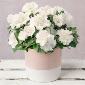 White Azalea in Ceramic Pot