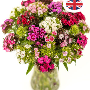 British Sweet Williams