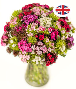 British Sweet Williams