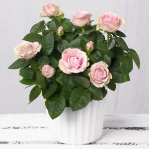 Pink Rose in White Ceramic Pot