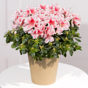 Pink Azalea Plant